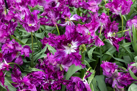 purple tulips blooming in a gardenの写真素材