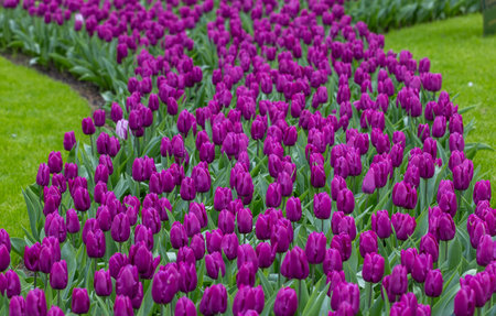 purple tulips blooming in a gardenのeditorial素材