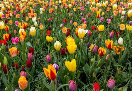 A melange of colorful tulips blooming in a gardenの写真素材