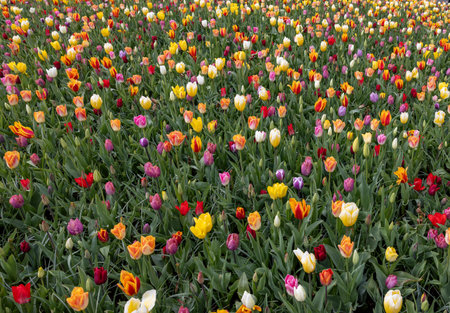 A melange of colorful tulips blooming in a gardenの写真素材