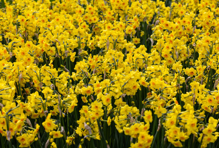 yellow daffodils flowers blooming in a gardenの写真素材