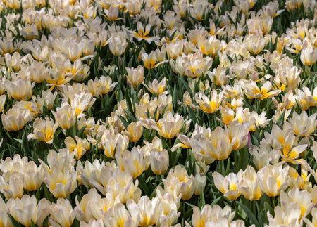 White and yellow tulip called Milka. Tulips are divided into groups that are defined by their flower featuresの写真素材