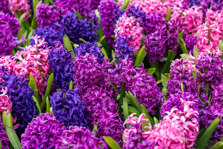 colorful hyacinths blooming in a gardenの写真素材
