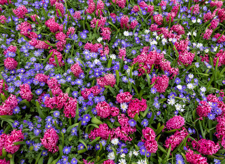 Blue Shades Anemones and Pink Pearl Hyacinths blooming in a gardenの写真素材