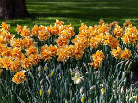 yellow daffodils flowers blooming in a gardenの写真素材