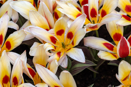 Colorful tulip called Alkmaar. Tulips are divided into groups that are defined by their flower featuresの写真素材