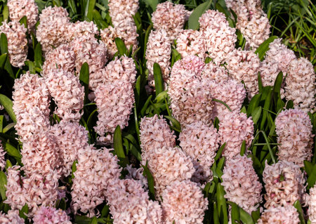 pink hyacinths blooming in a gardenの写真素材