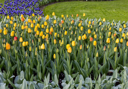 yellow tulips blooming in a gardenの写真素材