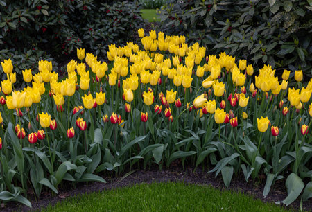yellow tulips blooming in a gardenの写真素材