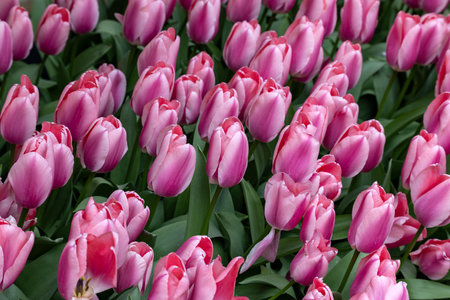 pink tulips blooming in a gardenの写真素材