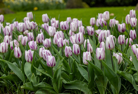 white and purple tulips blooming in a gardenの写真素材