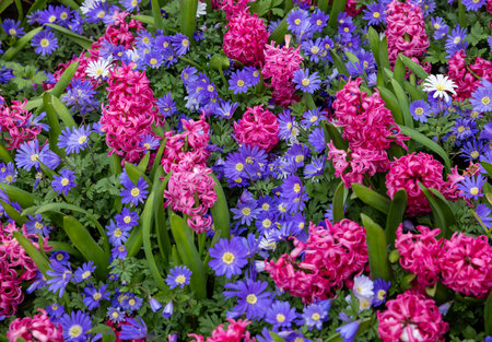 Blue Shades Anemones and Pink Pearl Hyacinths blooming in a gardenの写真素材