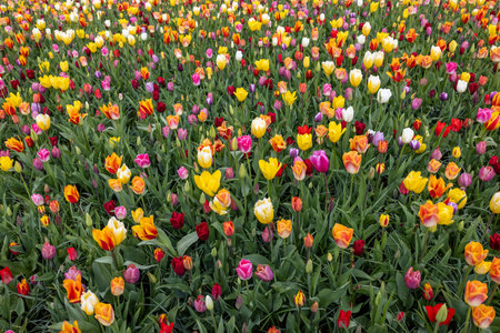 A melange of colorful tulips blooming in a gardenの写真素材
