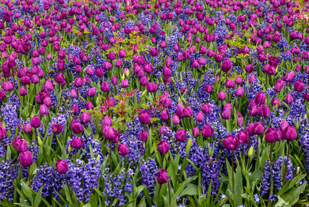 purple tulips and blue hyacinths blooming in a gardenの写真素材
