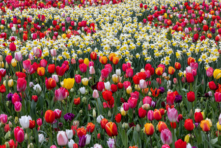 The abundance of colors and scents of tulips and daffodils blooming in the spring gardenの写真素材