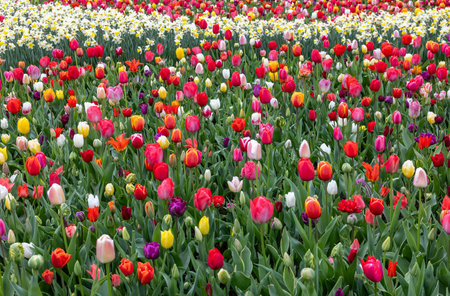 The abundance of colors and scents of tulips and daffodils blooming in the spring gardenの写真素材