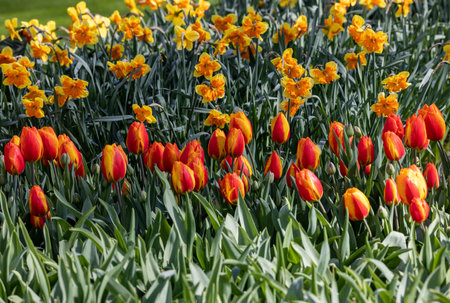 yellow daffodils and orange tulips blooming in a gardenの写真素材