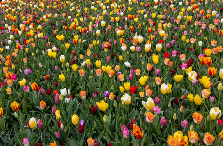 A melange of colorful tulips blooming in a gardenの写真素材