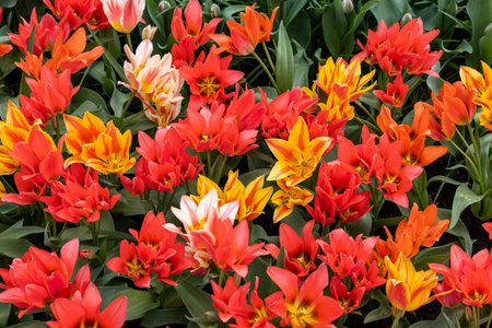 Tulip called Fun Colors mix. Glorious mix consists of the tulip Toronto and two of her color-mutants Winnipeg and Quebec.の写真素材