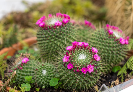 Miniature cacti with pink flowers in Funchal, Madeira, Portugalの写真素材