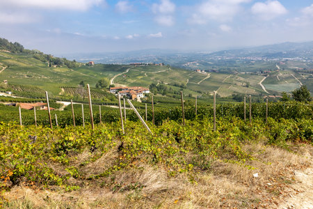 Langhe vineyards near La Morra, Unesco Site, Piedmont, Italyの写真素材