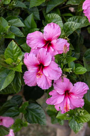 Beautiful pink flowers of Hibiscus syriacus in gardenの写真素材