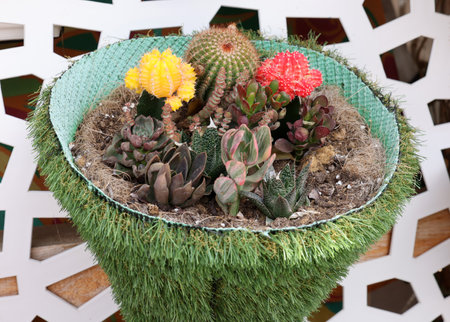 Floristic composition of cacti and sedum on the promenade in Torremolinos. Costa del Sol. Spainの写真素材