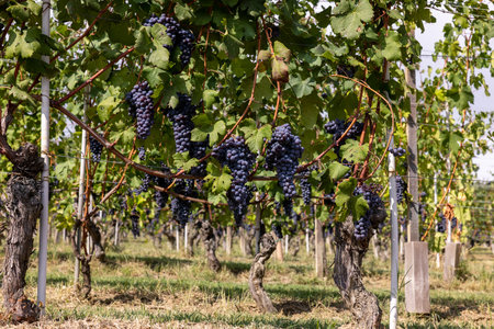 Beautiful bunch of black nebbiolo grapes with green leaves in the vineyards of Barolo, Piemonte, Langhe wine district and Unesco heritage, Italyの写真素材