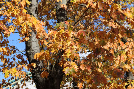 impression of leaves and autumn colorsの写真素材