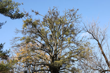 Mistletoe balls growing on a tree, symbol of Christmas holidaysの写真素材