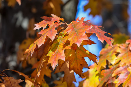 impression of leaves and autumn colorsの写真素材