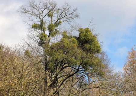 Mistletoe balls growing on a tree, symbol of Christmas holidaysの写真素材