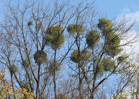 Mistletoe balls growing on a tree, symbol of Christmas holidaysの写真素材