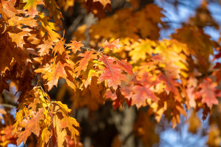 impression of leaves and autumn colorsの写真素材
