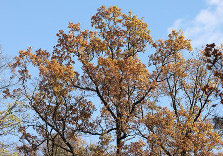 impression of leaves and autumn colorsの写真素材