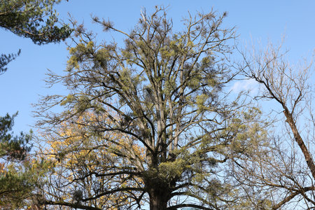 Mistletoe balls growing on a treeの写真素材