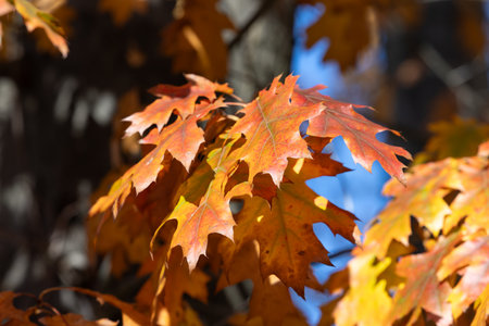 impression of leaves and autumn colorsの写真素材