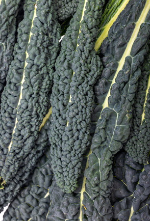 Lacinato kale or known as Tuscan Kaleの写真素材