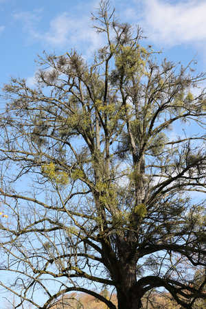 Mistletoe growing on a treeの写真素材