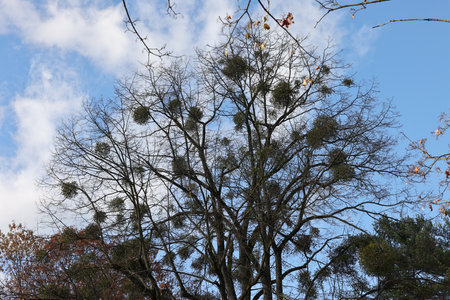 Mistletoe balls growing on a tree, symbol of Christmas holidaysの写真素材
