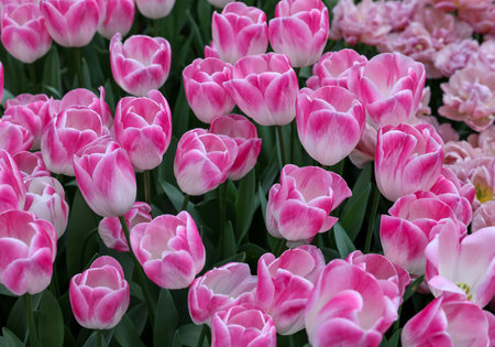 Pink tulips called Deborah. Triumph group. Tulips are divided into groups that are defined by their flower featuresの写真素材