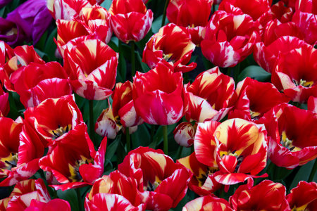red and white tulips blooming in a gardenの写真素材