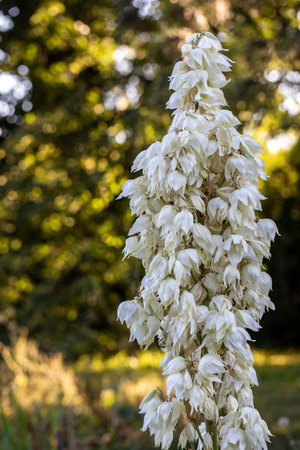 Blooming Yucca filamentosa in the form of a panicle with white flowers in a gardenの写真素材