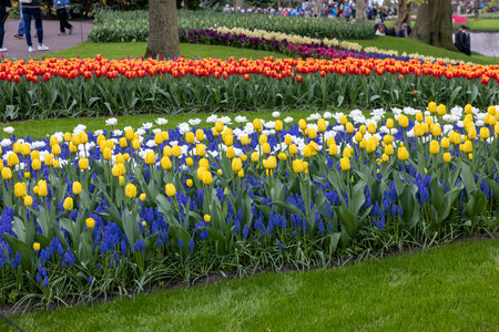 Keukenhof, Lisse Netherlands - April 18, 2023: Colorful flowers in the Keukenhof Garden in Lisse, Holland, Netherlands.のeditorial素材