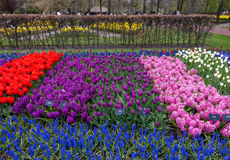 Keukenhof, Lisse Netherlands - April 18, 2023: Colorful flowers in the Keukenhof Garden in Lisse, Holland, Netherlands.のeditorial素材