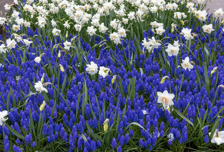 white daffodils and blue muscari blooming in a gardenの写真素材