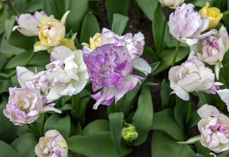 Tulip called Shirley Double. Double late group. Tulips are divided into groups that are defined by their flower featuresの写真素材