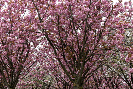 Garden with flowering trees inspired by Van Gogh at the Van Gogh museum and the Rijksmuseum on a spring day. Amsterdam, Netherlandsの写真素材
