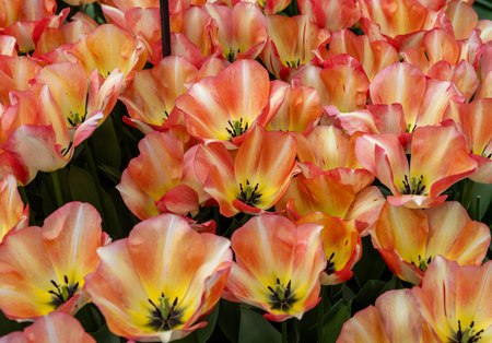 Tulip called Spring Sunrise. Triumph group. Tulips are divided into groups that are defined by their flower featuresの写真素材