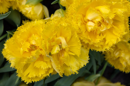Yellow tulip. Fringed group. Tulips are divided into groups that are defined by their flower featuresの写真素材